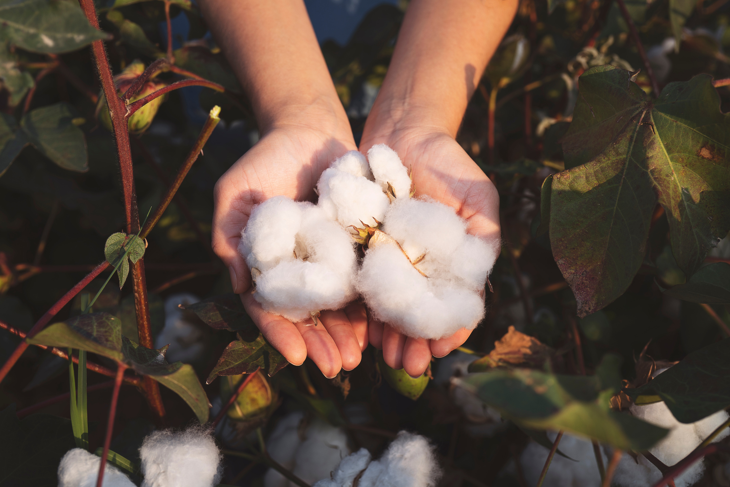 Ethical cotton being picked from a field.