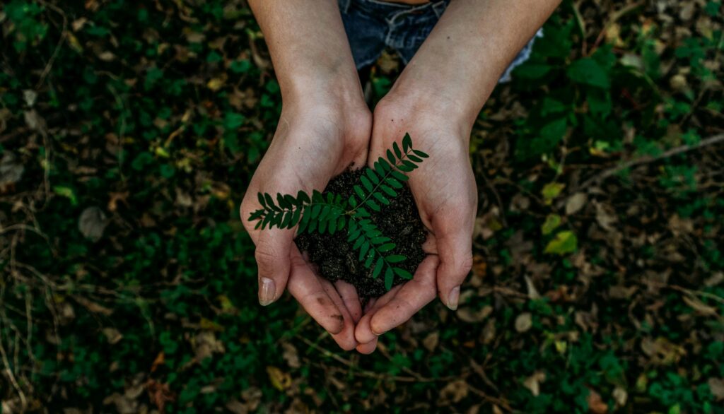 Small patch of soil and a green shrub being cupped in two hands to represent sustainability. 